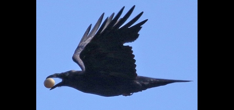 Raven with Duck egg