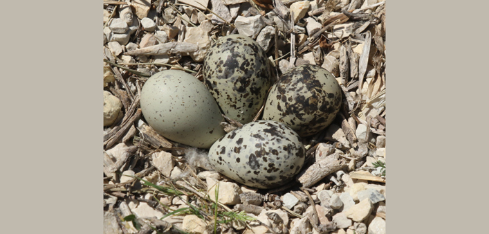 Killdeer eggs – much pigment, typically in little cover.