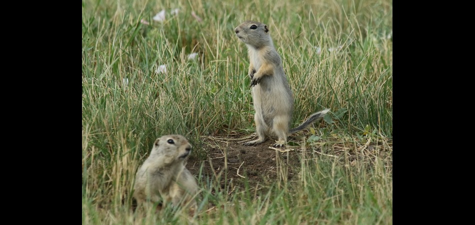 Richardsons Ground Squirrels
