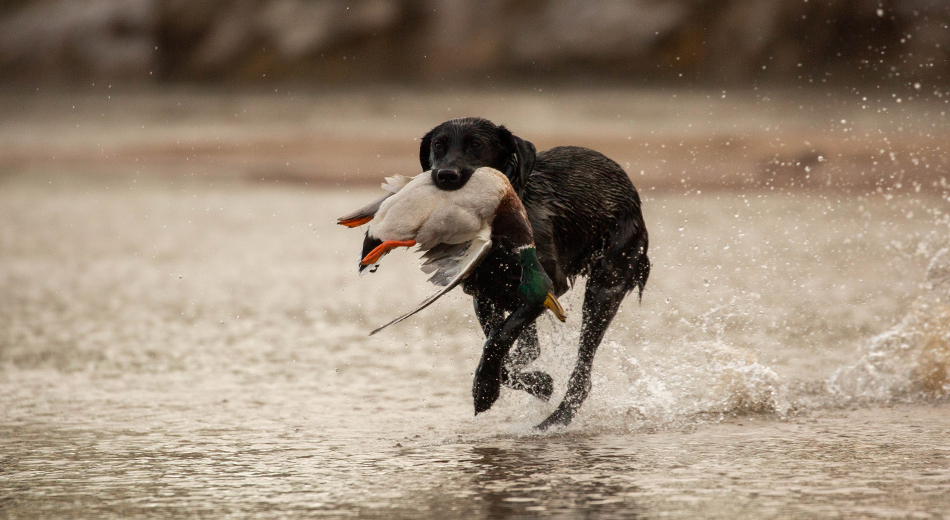 black lab and mallard