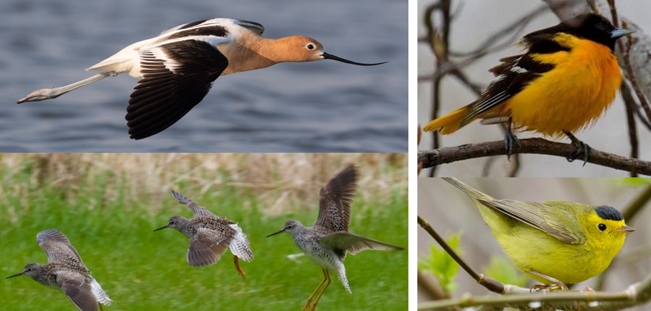 various birds photographed by Frank Rohwer
