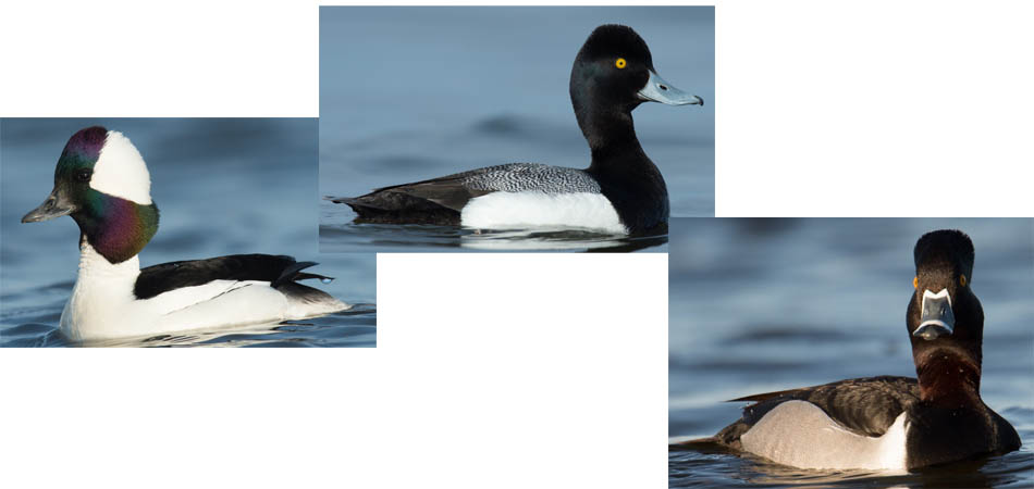 Bufflehead, Lesser Scaup, Ring necked duck