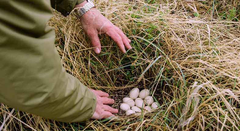 eggs in a nest