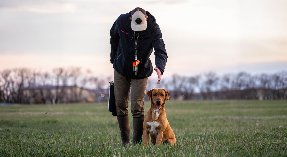 dog trainer with yellow lab in field