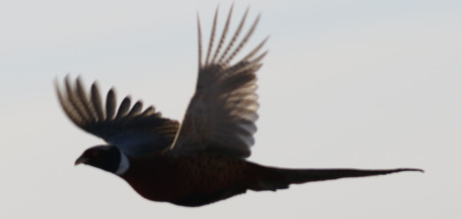 Pheasant in flight