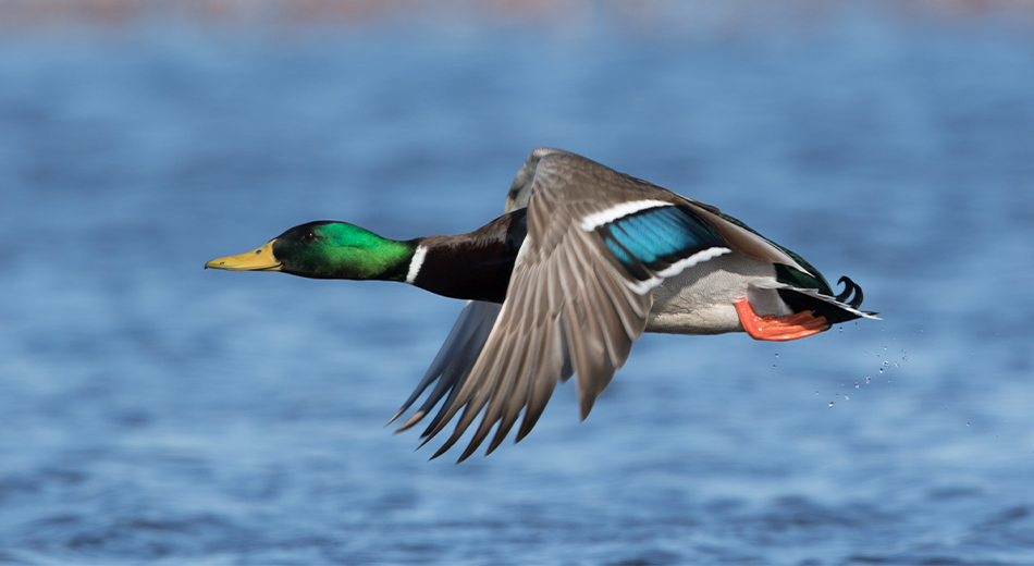 mallard