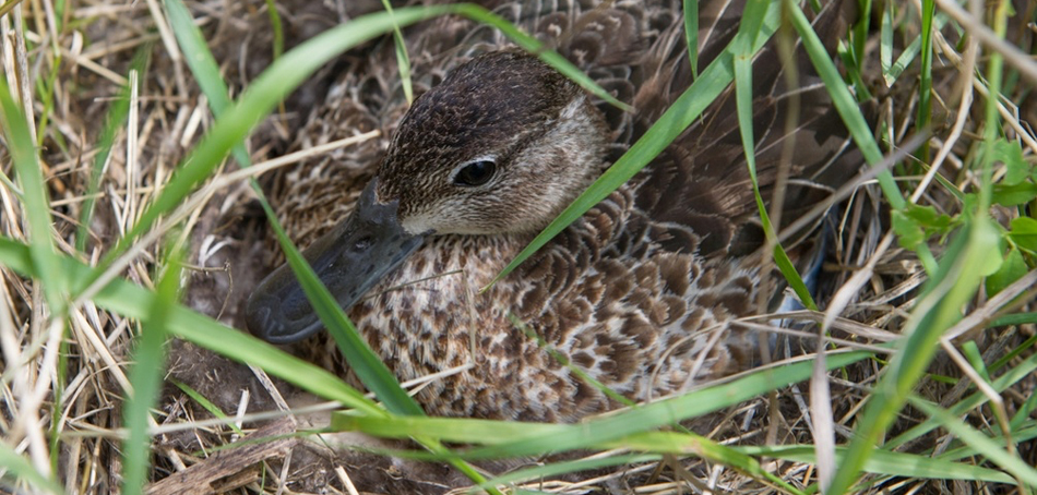 hen on nest