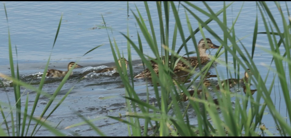 Late Brood