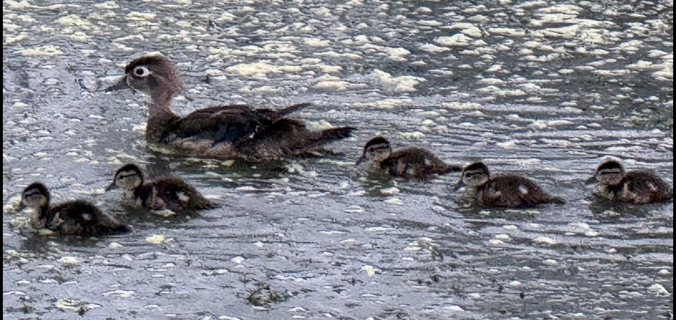 Wood Duck Brood
