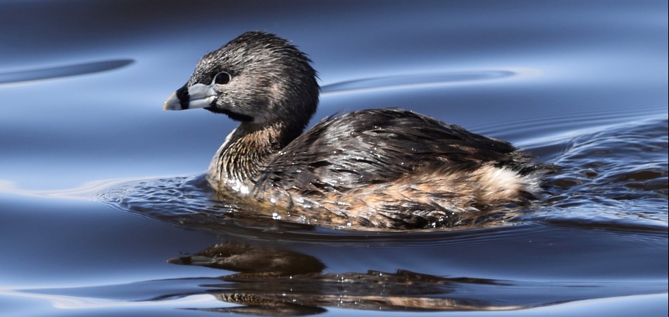 Pied-billed Grebe