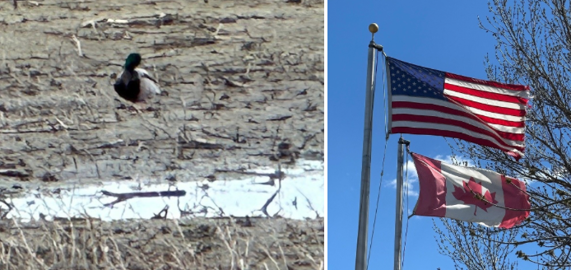 duck on wetland and US/Canada flags blowing in the wind