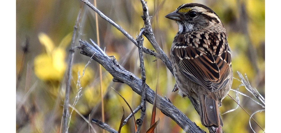 White throated sparrow