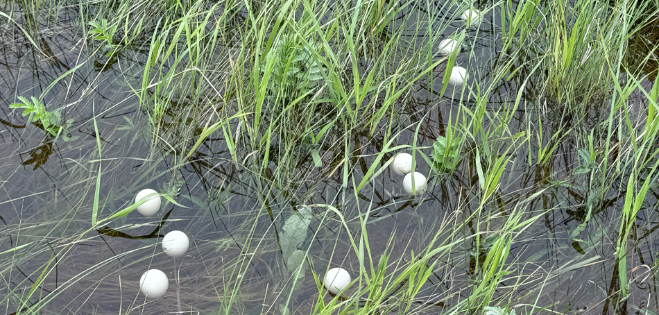 eggs in water