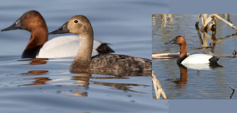 paired birds versus lone male 
