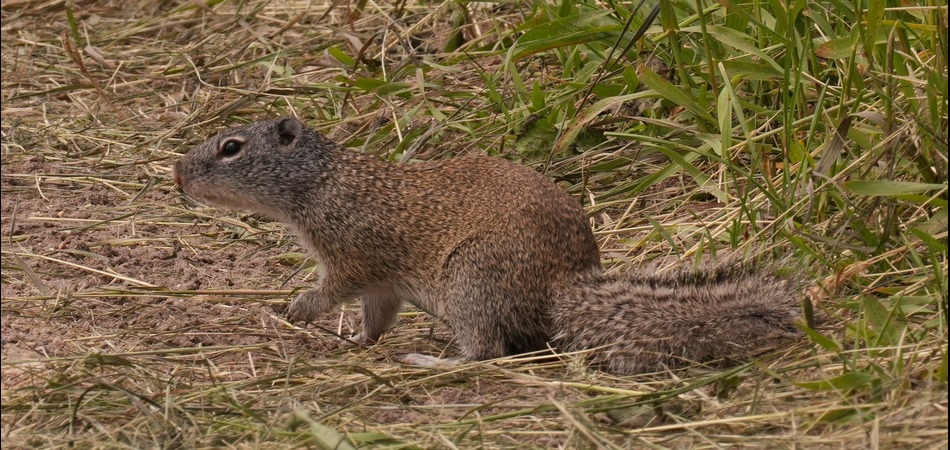 Franklin’s Ground Squirrel