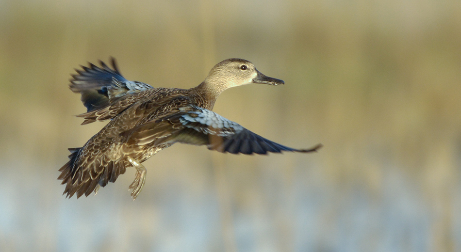 blue-winged teal