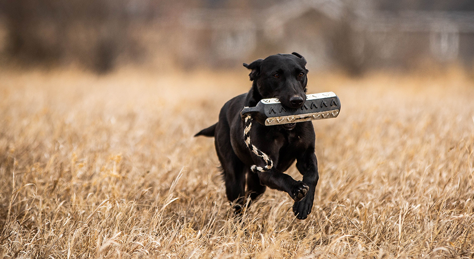 Black lab with bumper in mouth