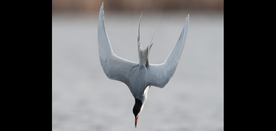 Diving Tern
