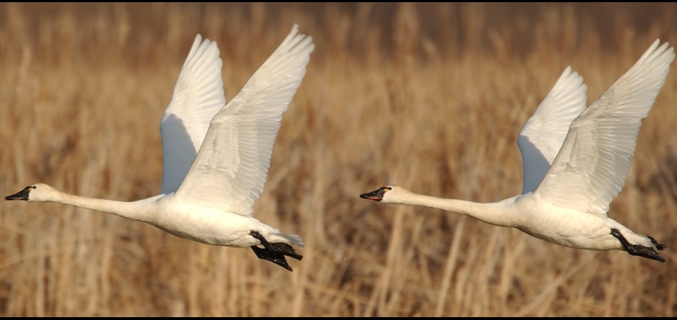 Tundra Swans