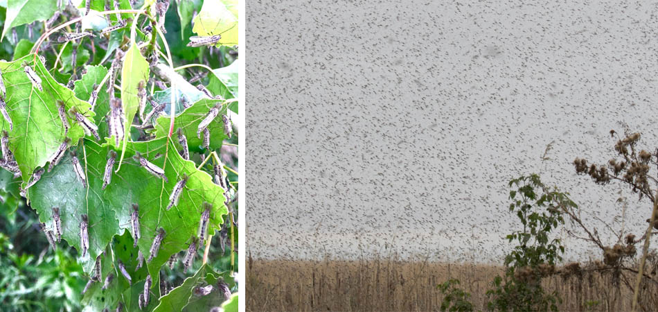 midges
