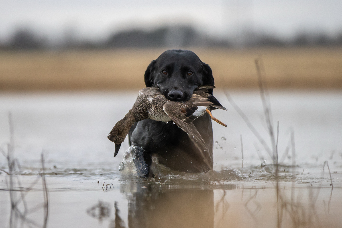black lab with duck in mouth