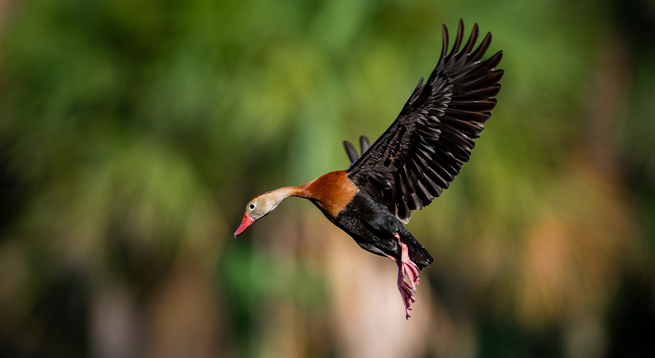 whistling duck