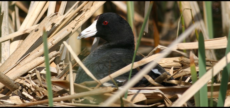 American Coot on nest