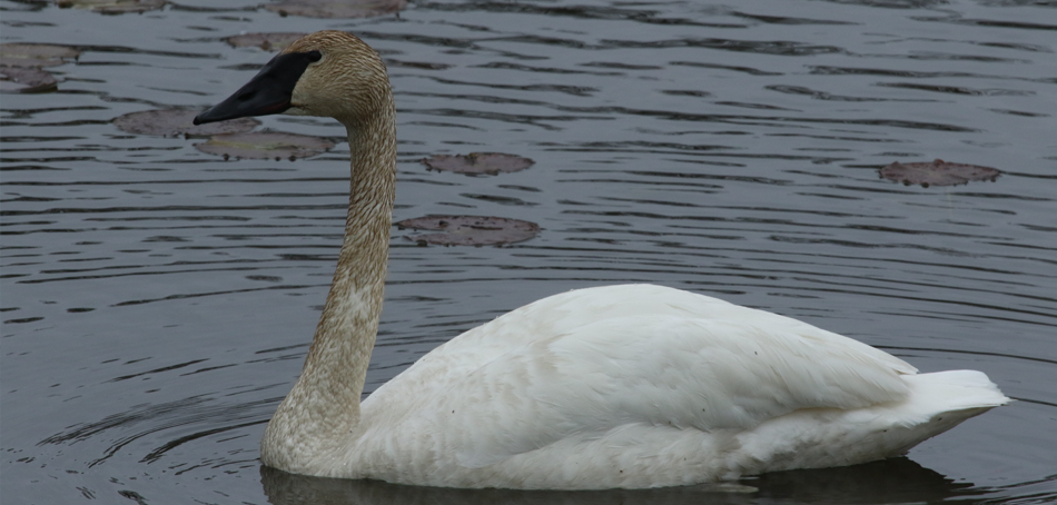 swan in water