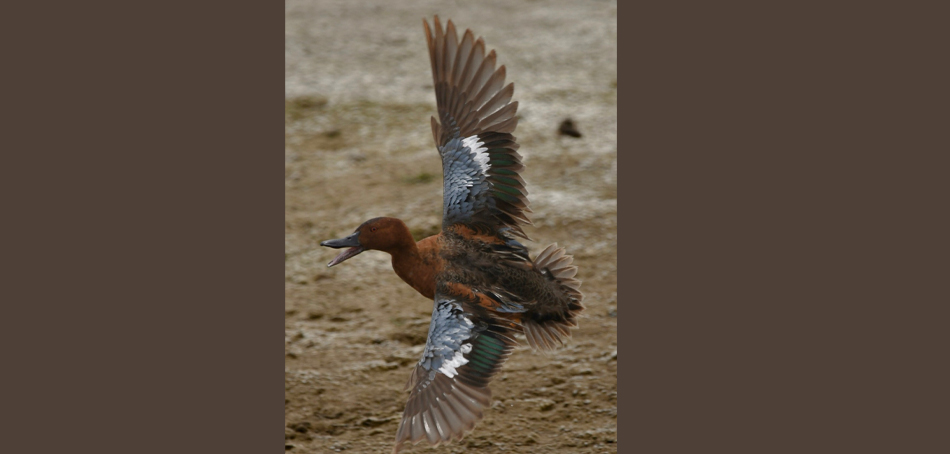 Cinnamon Teal 