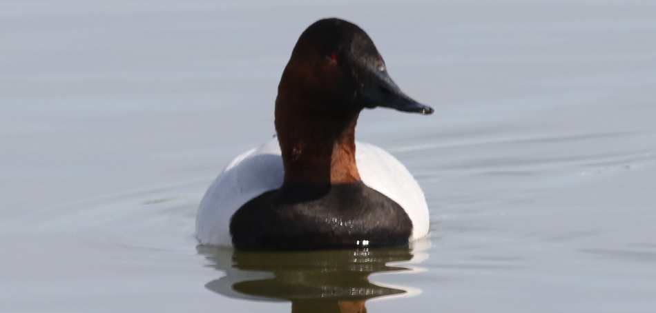canvasback