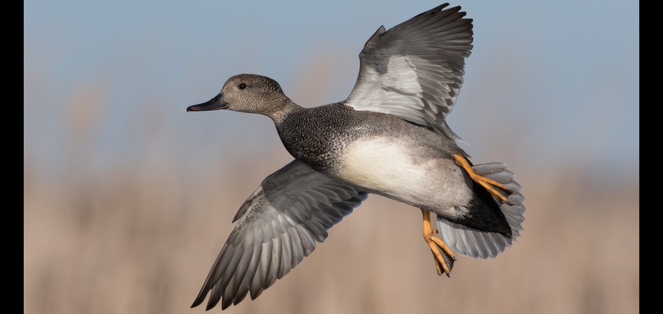 Gadwall