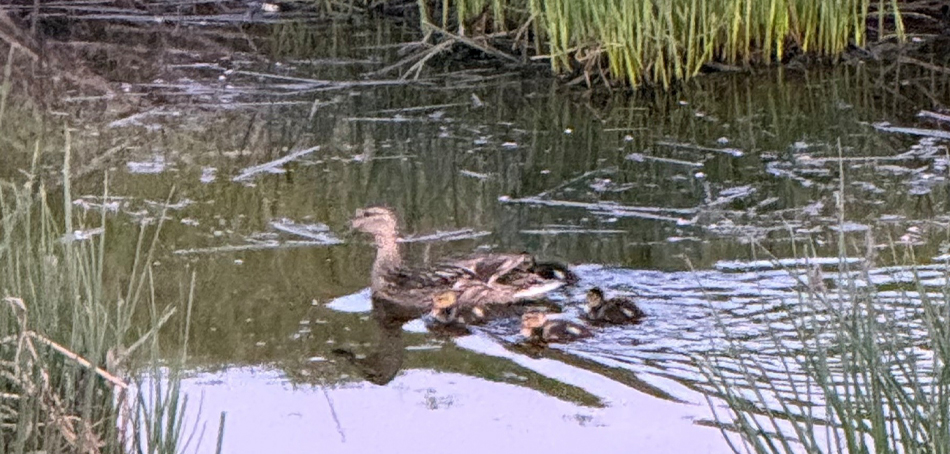 hen and ducklings in water