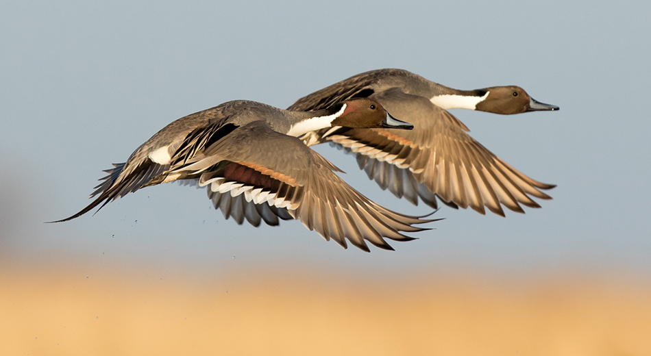 two pintails