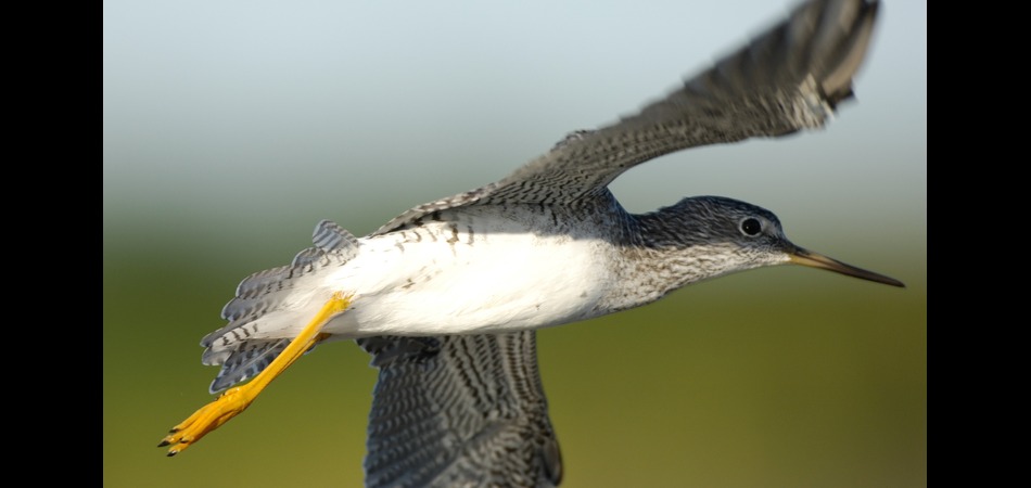 yellowlegs