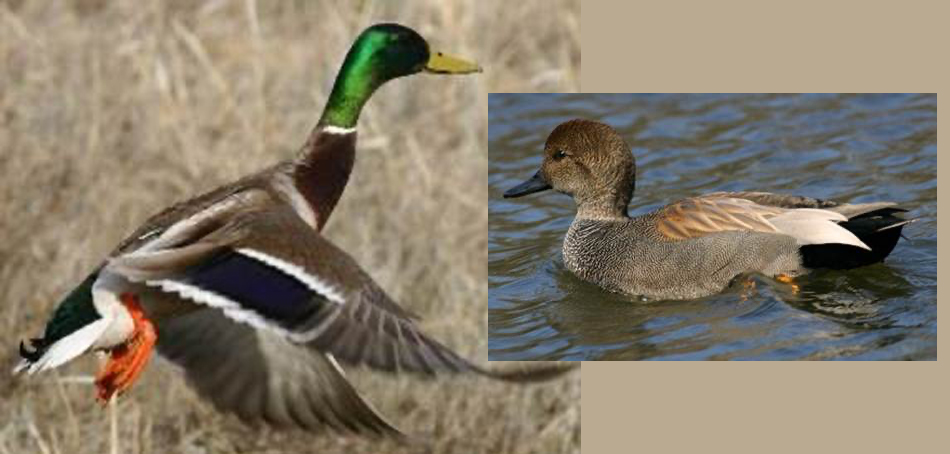 mallard